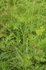 Aconitum macrorhynchum