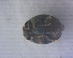 Stethorus