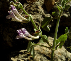 Scutellaria brevibracteata