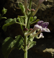 Scutellaria brevibracteata