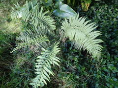 Amauropelta heteroptera