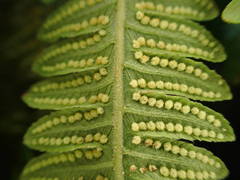 Amauropelta heteroptera