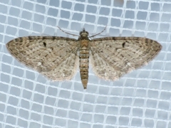 Eupithecia tripunctaria