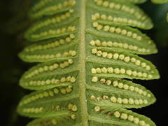 Amauropelta heteroptera