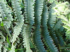 Amauropelta heteroptera