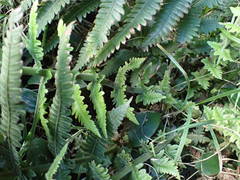 Amauropelta heteroptera