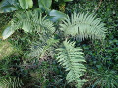 Amauropelta heteroptera