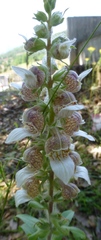Digitalis lanata