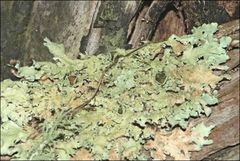 Flavoparmelia rutidota