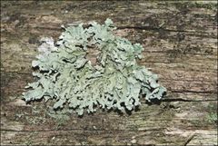 Hypogymnia subphysodes