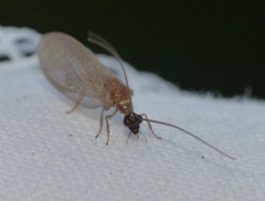 Hemerobius nitidulus