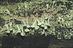 Thysanothecium scutellatum