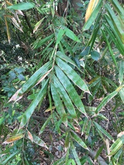 Bambusa pachinensis