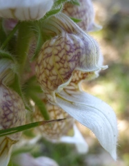 Digitalis lanata