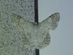 Pingasa ruginaria pacifica