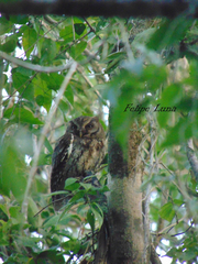 Megascops guatemalae