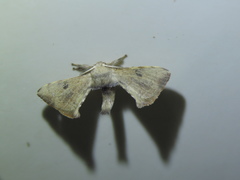 Bombycinae