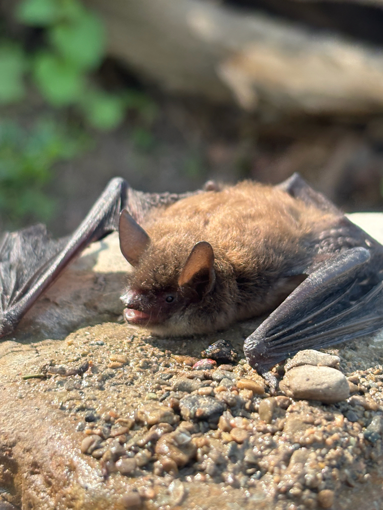 Little Brown Bat