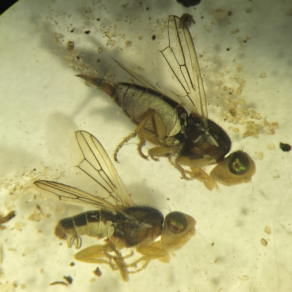 Ulidiotites dakotana