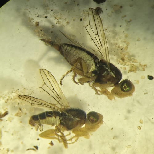Ulidiotites dakotana