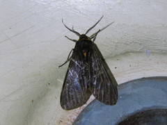 Amsactoides solitaria
