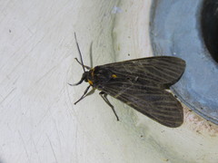 Amsactoides solitaria