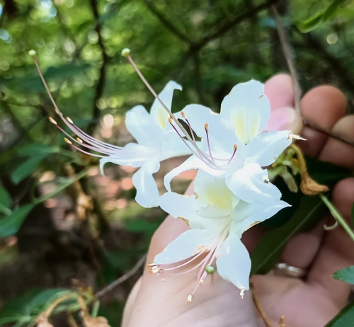 Rhododendron eastmanii