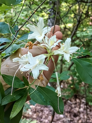 Rhododendron eastmanii, photograph 1