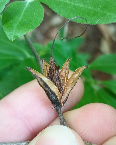 Rhododendron eastmanii, photograph 2