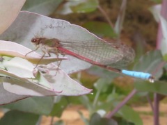 Oxyallagma dissidens