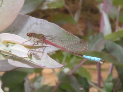 Oxyallagma dissidens