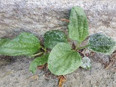 Podosphaera plantaginis