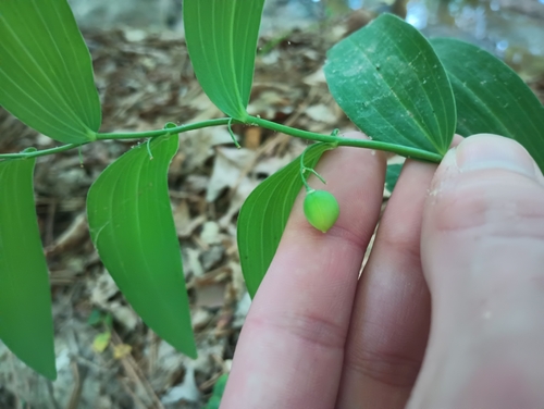 smooth Solomon's seal