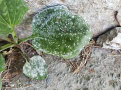 Podosphaera plantaginis