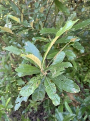 Brachylaena transvaalensis