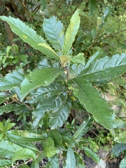 Brachylaena transvaalensis