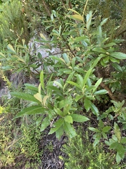 Brachylaena transvaalensis