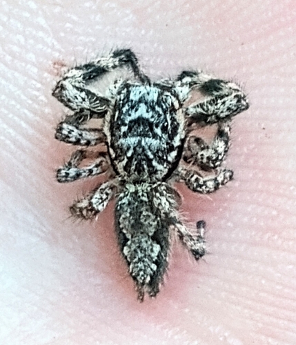 Tan Jumping Spider