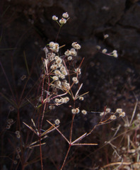Galium setaceum