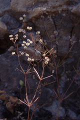 Galium setaceum