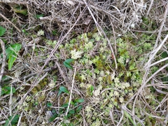 Sphagnum cristatum