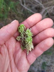 Sphagnum cristatum