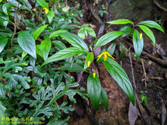 Lysimachia ardisioides