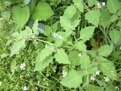 Solanum grandidentatum
