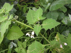Solanum grandidentatum