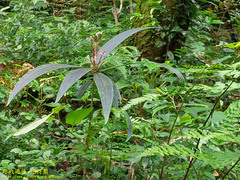 Ardisia crispa