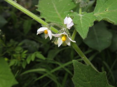 Solanum grandidentatum