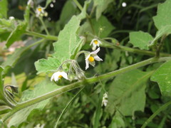 Solanum grandidentatum