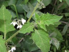 Solanum grandidentatum
