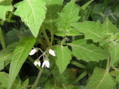 Solanum grandidentatum